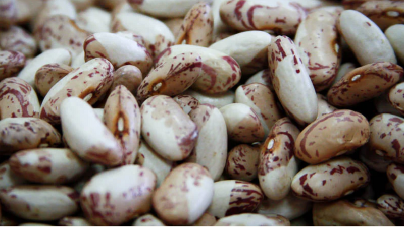 Rancho Gordo Snowcap Bean
